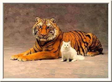 152-tiger&cat-787110.jpg