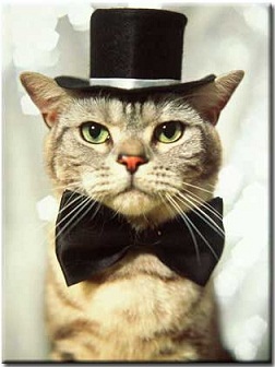 158-Cat-with-hat.jpg