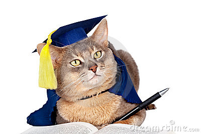181-graduationcat.jpg