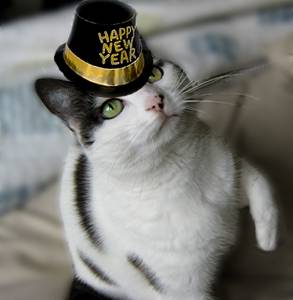 182-newyear_cat.jpg