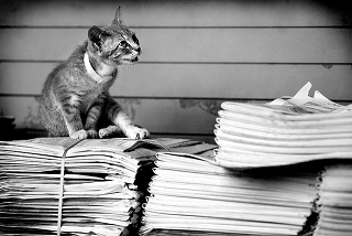 215-newspaper-cat.png